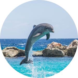 image of a dolphin jumping out of the water