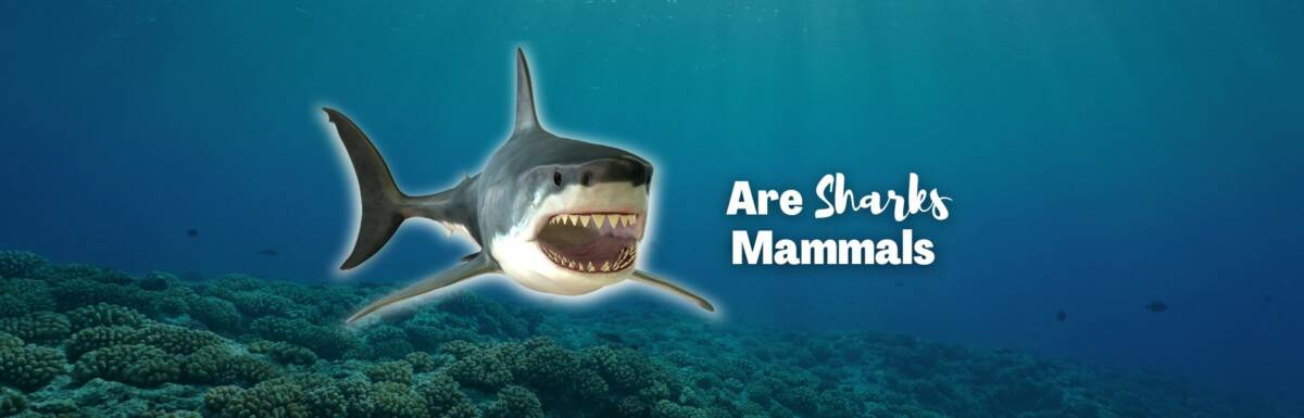 are sharks mammals featured image