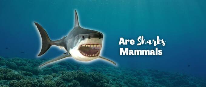 are sharks mammals featured image