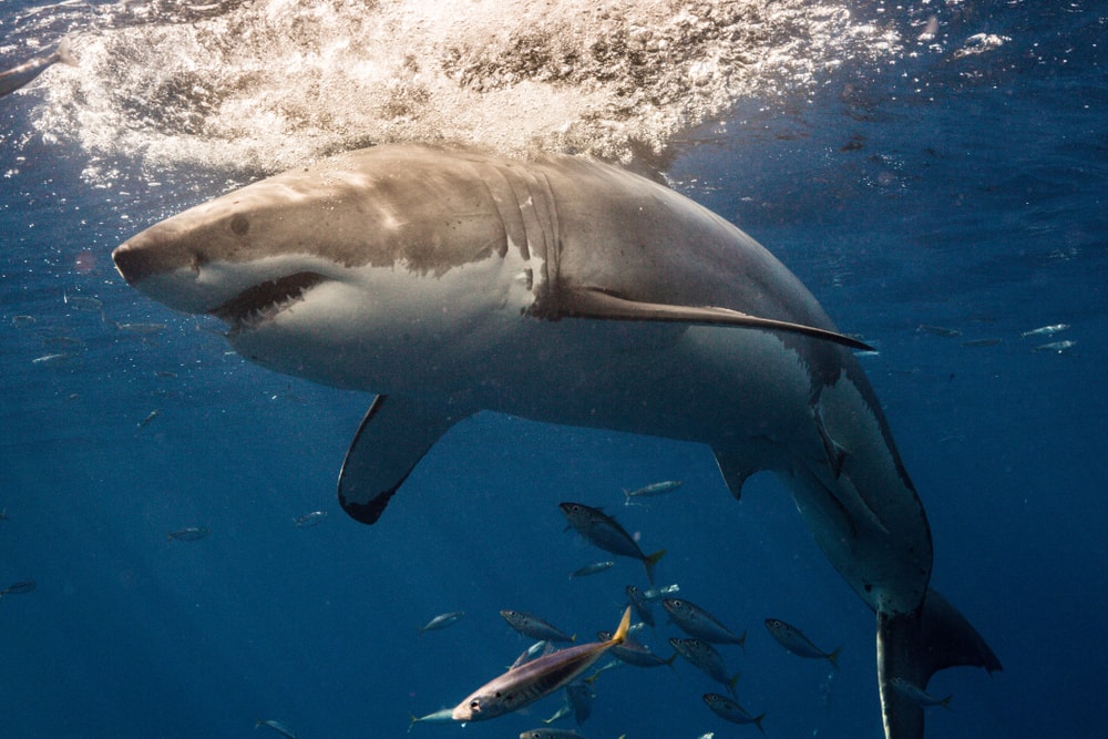 image of great white shark near the surface of the water