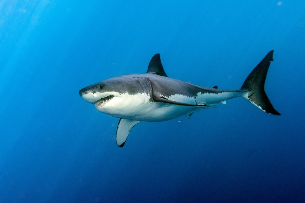 image of a great white shark swimming in the blue ocean