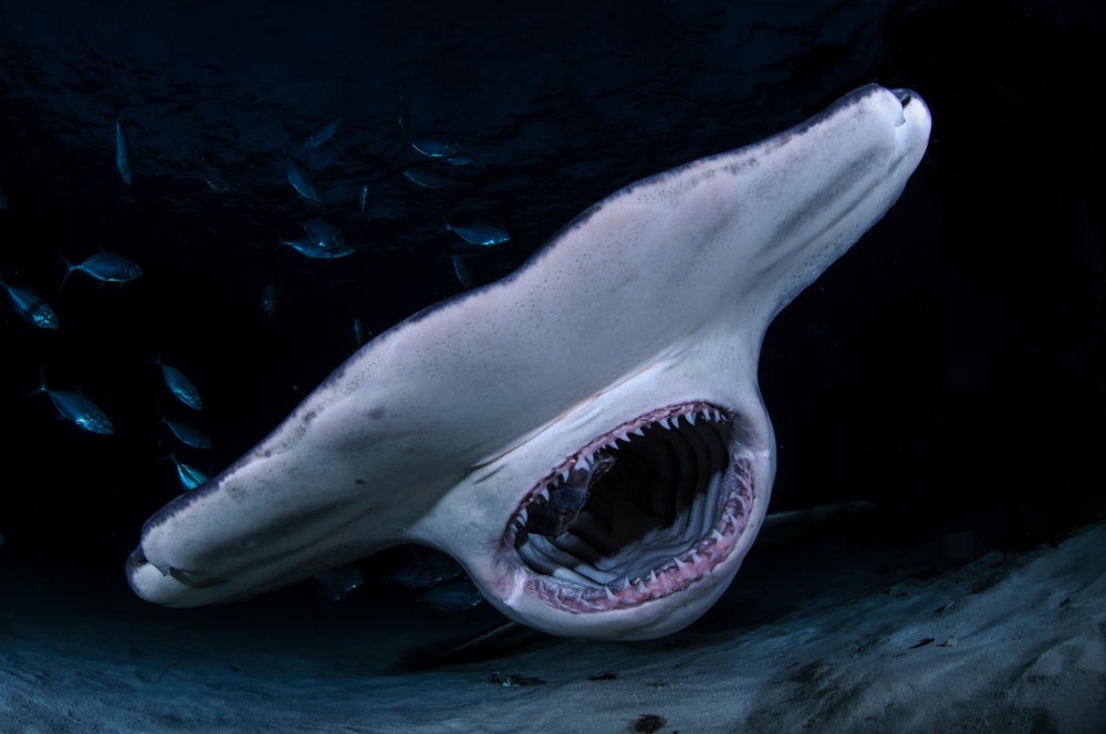 close up image of a mouth of a hammerhead shark in the deep waters