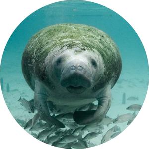 image of a manatee underwater