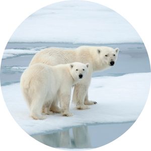 two polar bears standing on an ice floe