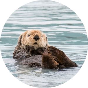 image of a sea otter floating in the sea