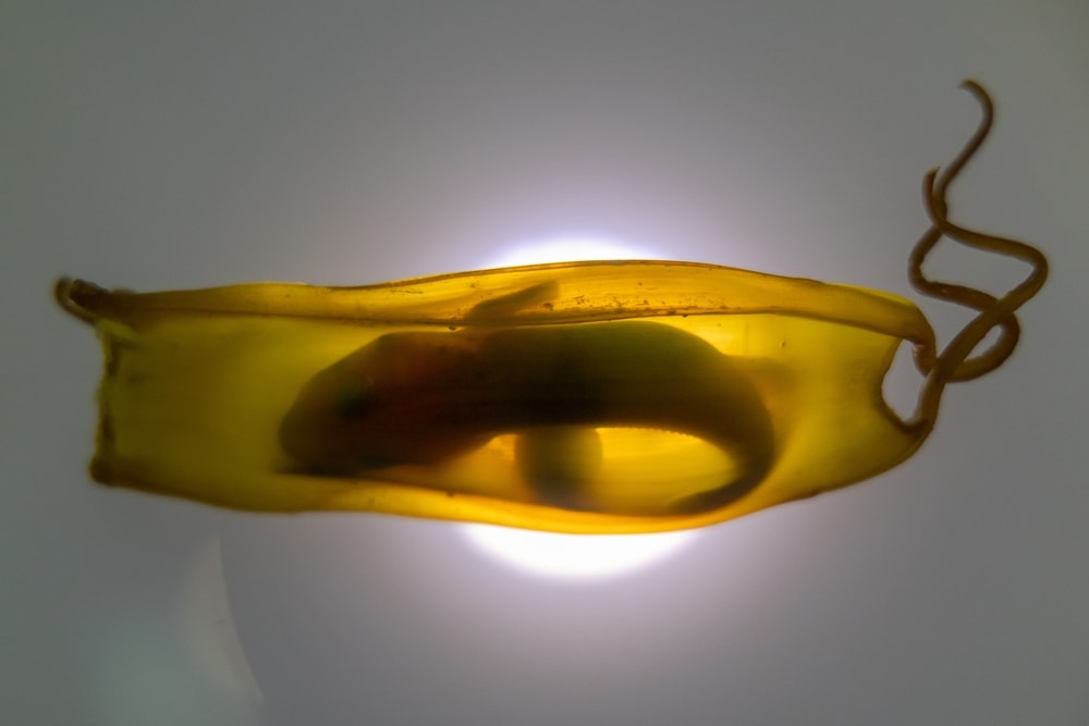 light passing on a shark egg pouch showing the baby inside