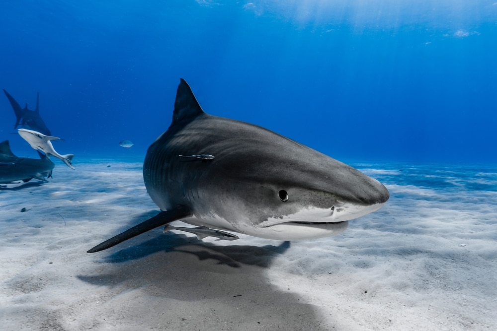 image of a tiger shark on the bottom of the ocean