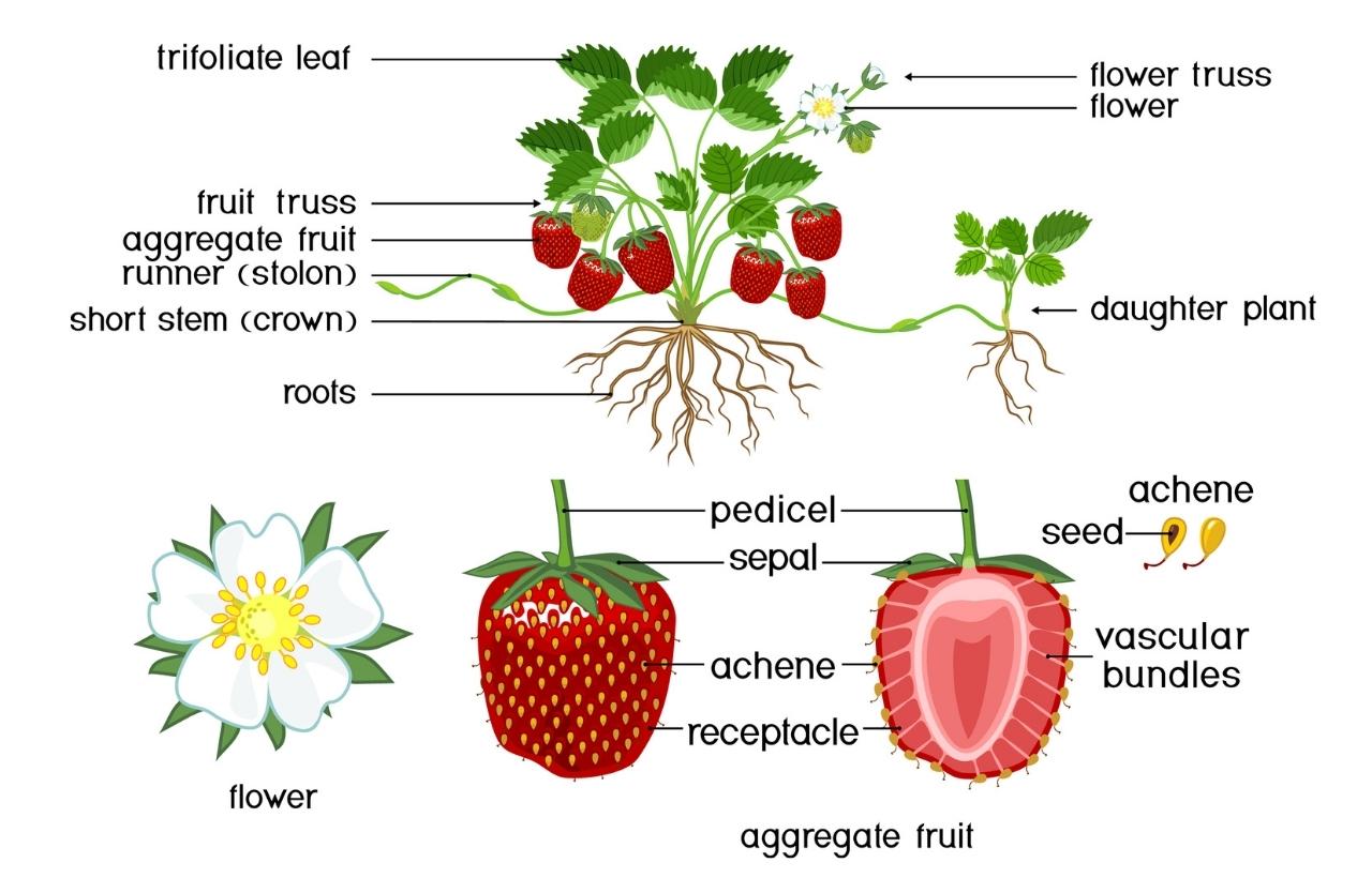 Unraveling the Berry Mystery: Are Strawberries Berries?
