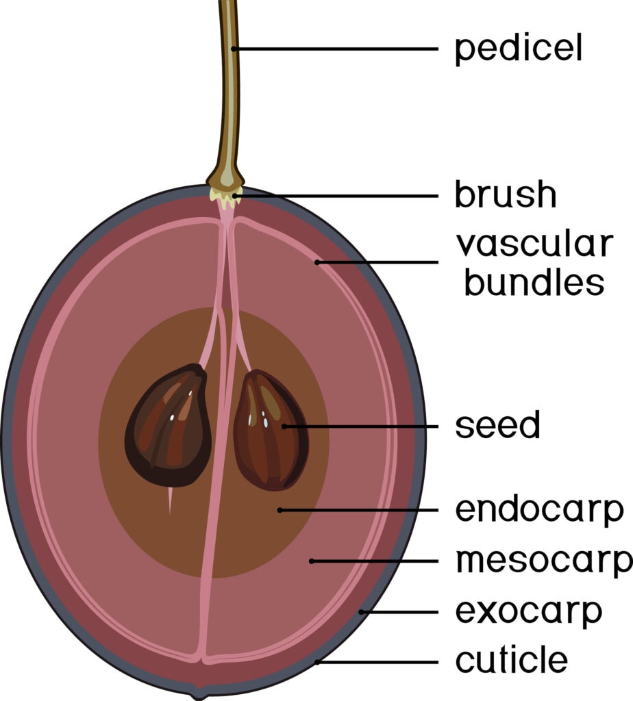 illustration of parts of a grape