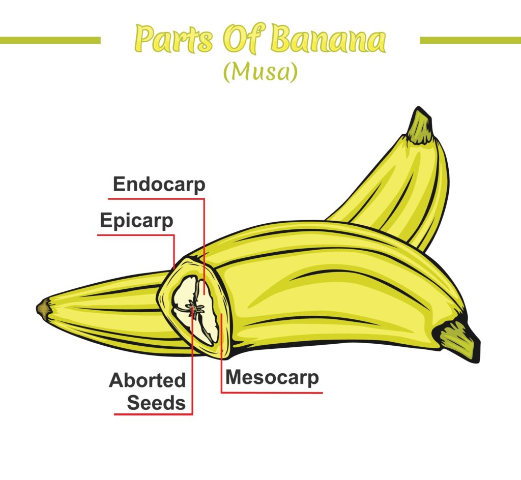 illustration of parts of a banana