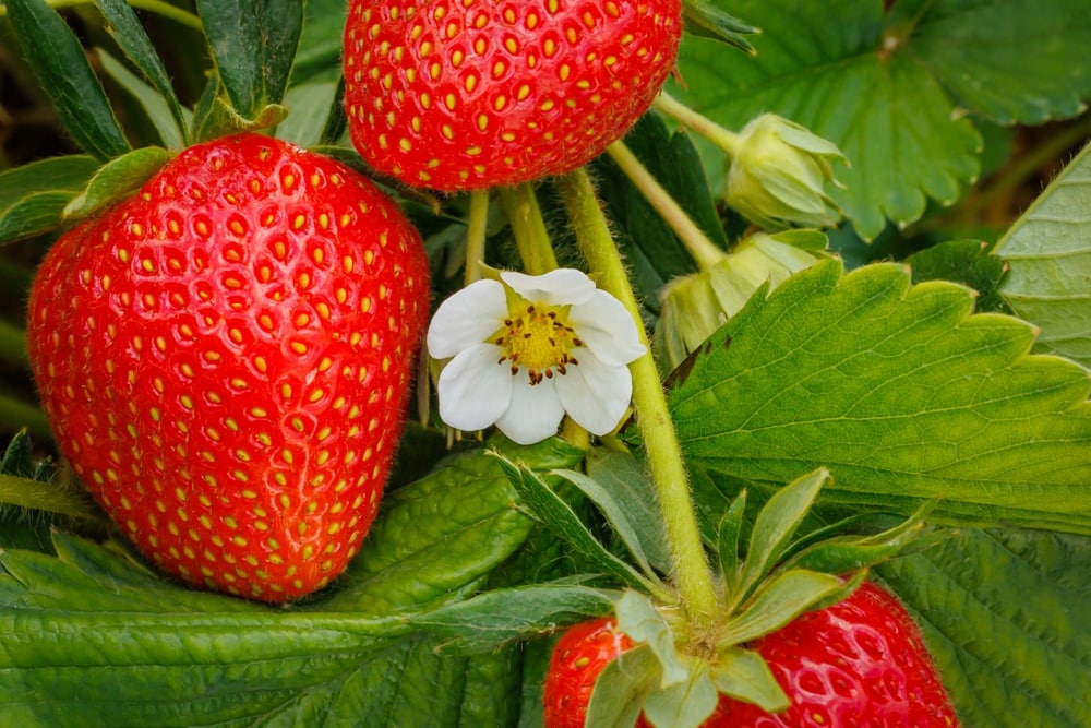 close up of red strawberries and a white flower