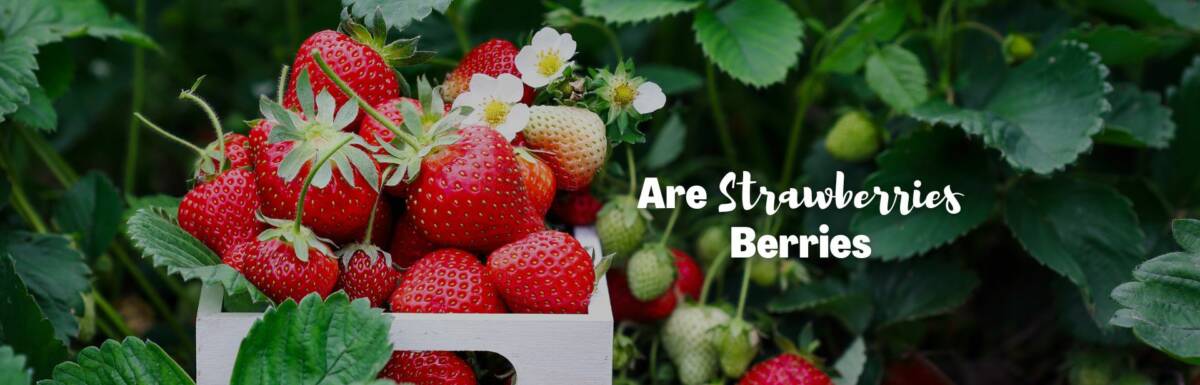 are strawberries berries featured image