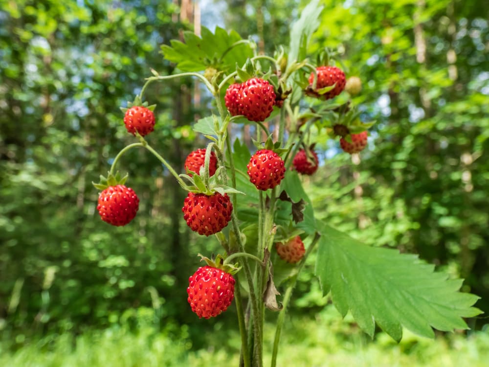 image or wild strawberries or Fragaria vesca