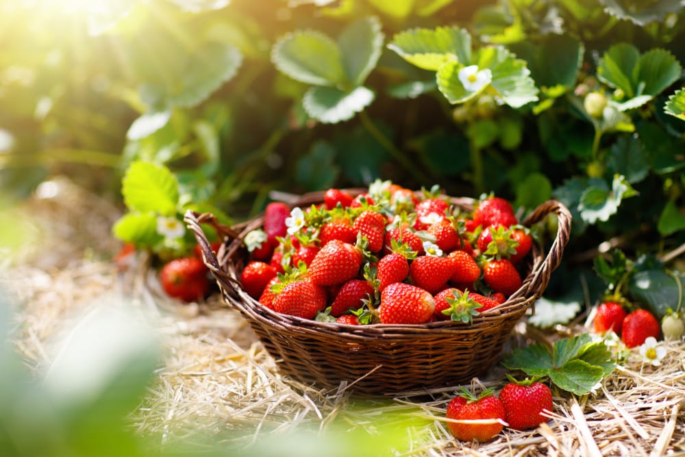strawberries on a woven basket in a field 