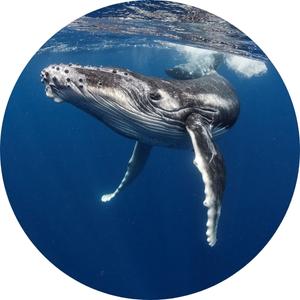 image of a whale underwater
