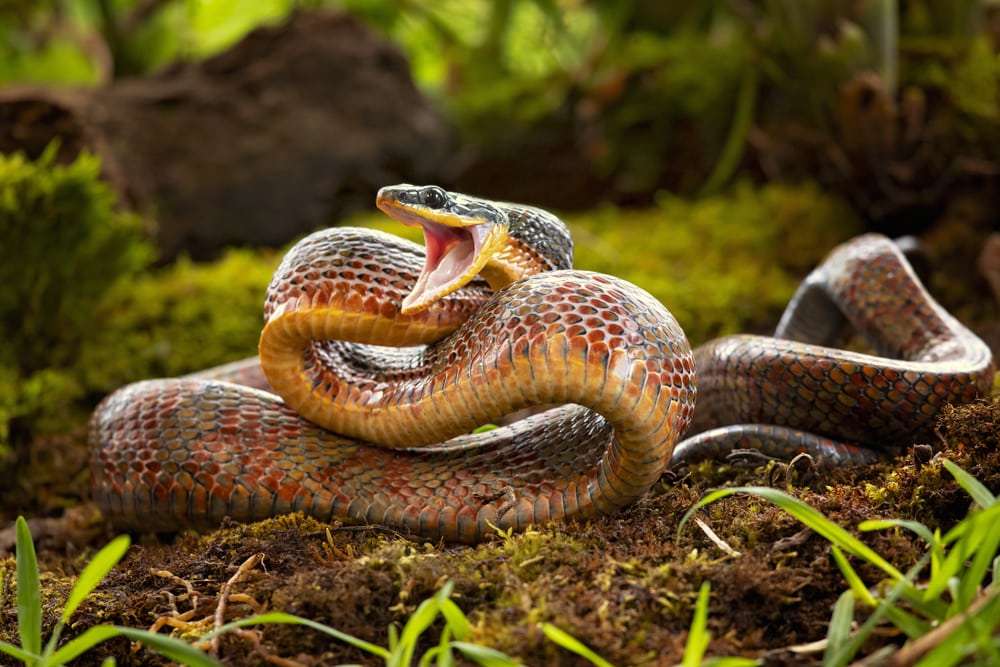 image of a puffing snake on the ground with its mouth opened