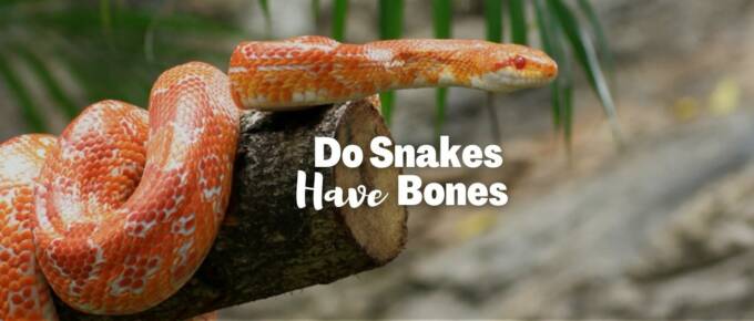 do snakes have bones featured image