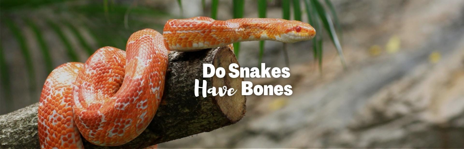 Do Snakes Have Bones? Flexible Danger Noodles and Their Spectacular Skeletons