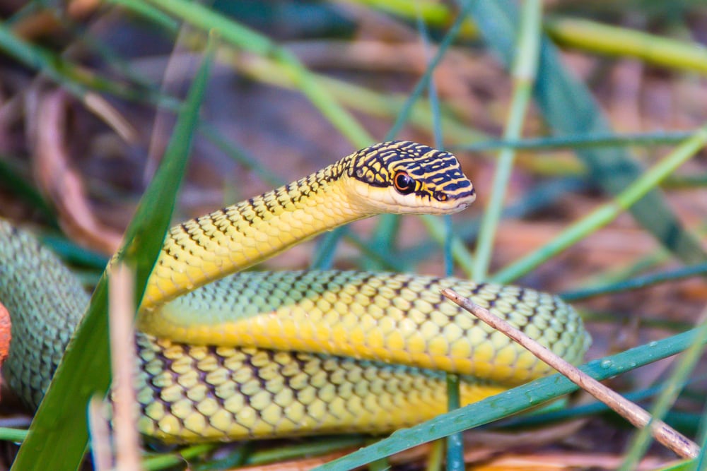 image of a golden tree snake on the ground
