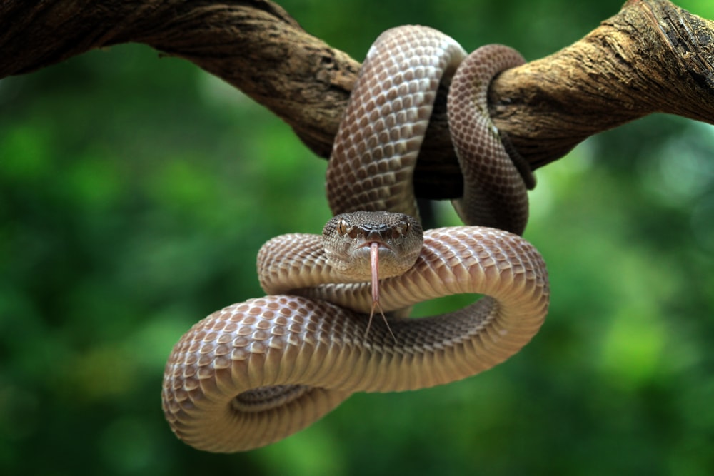 image of a snake hanging on a tree branch sticking out its tongue