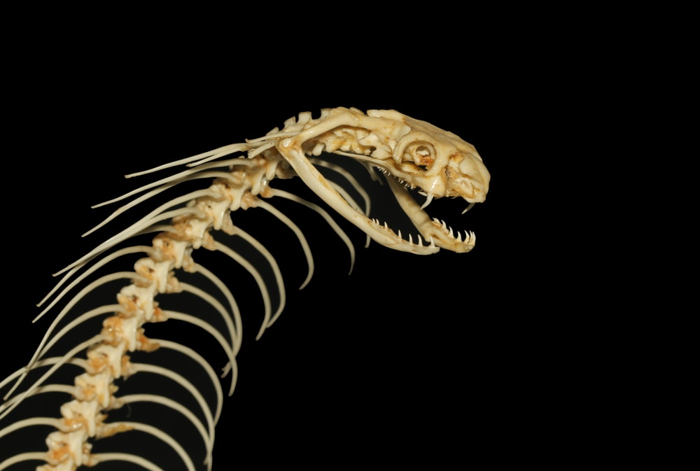 image of skull of a snake 