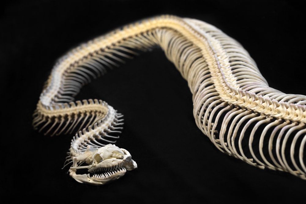 image of the skeleton of a python on a black background