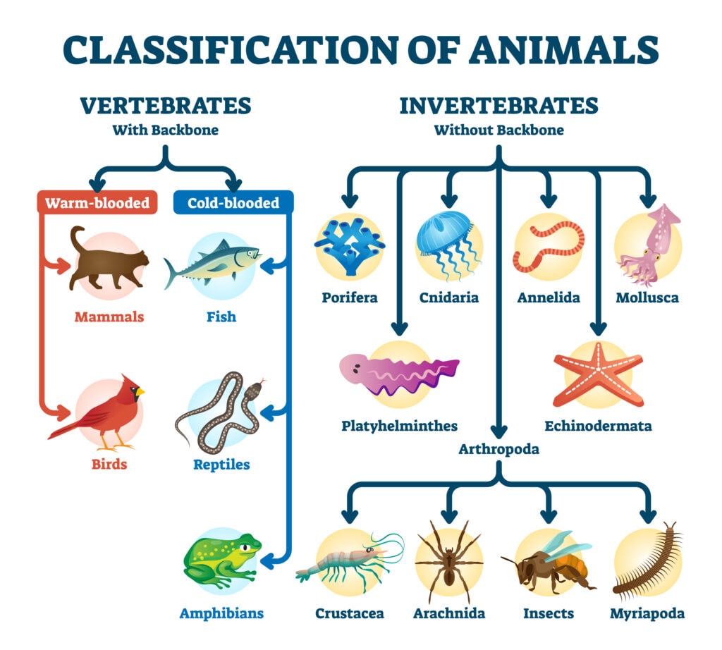 illustration of the classification of animals from vertebrates and invertebrates 