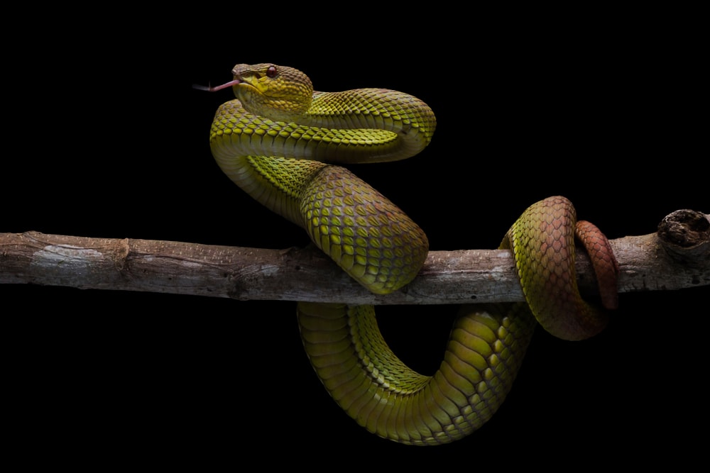 image of a venomous snake coiled on a tree branch