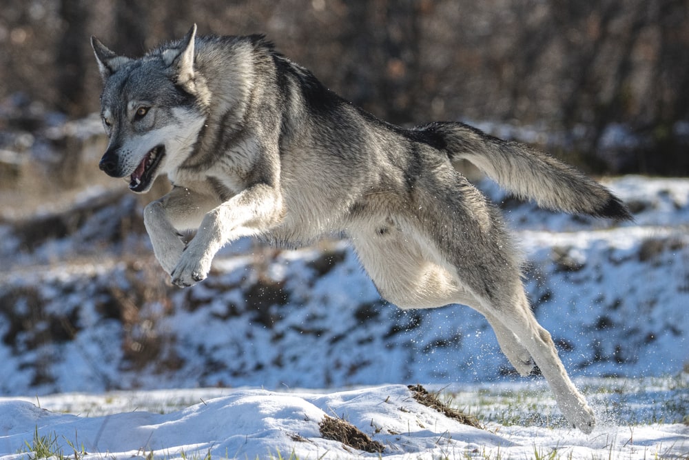 image of a wolf running and jumping on snow