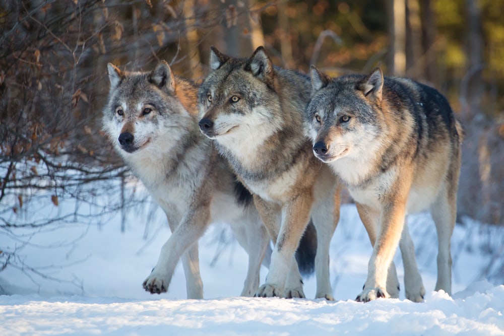 three gray wolves walking in a snowy forest