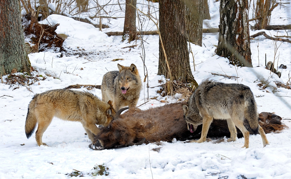 a pack of wolves feeding on a European bison