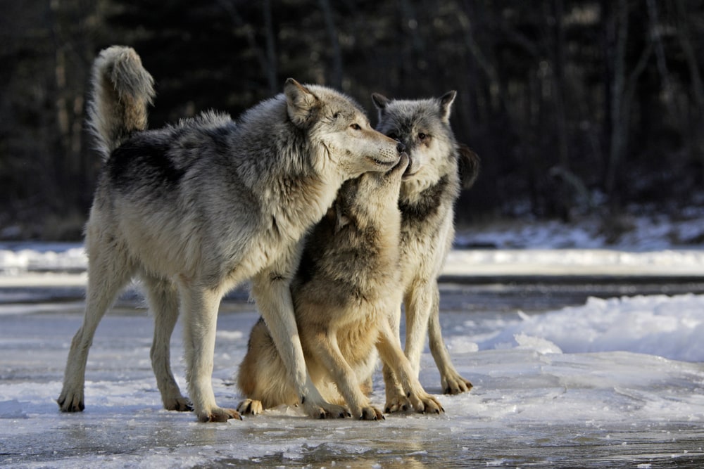 three gray wolves cuddling each other during winter