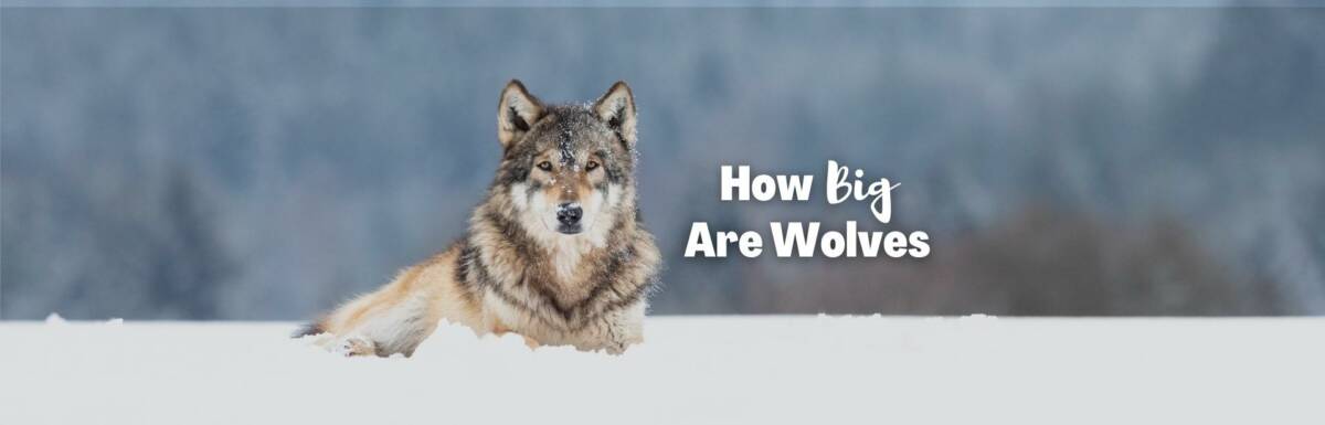 how big are wolves featured image