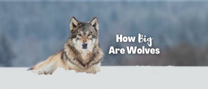 how big are wolves featured image