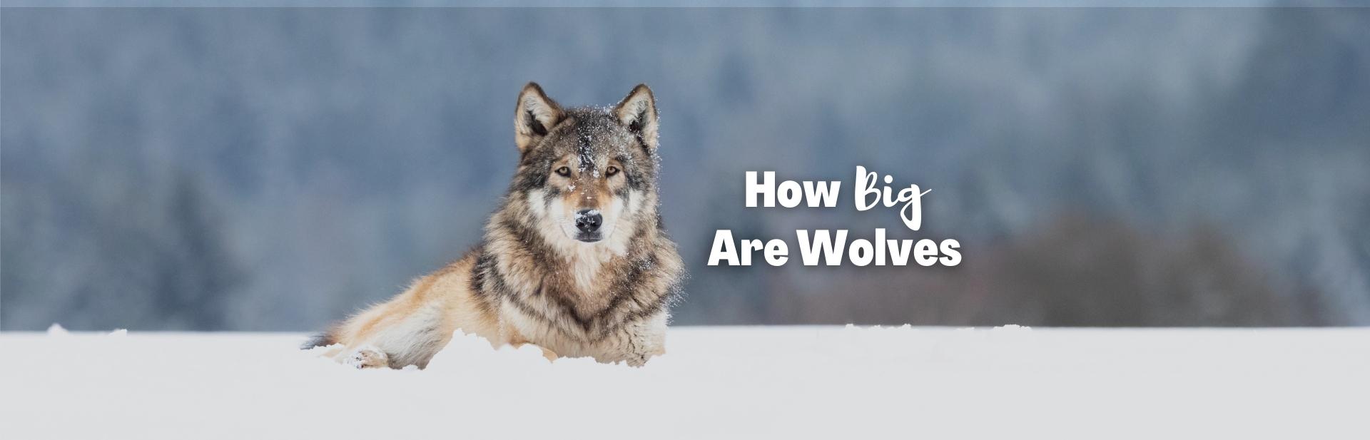 How Big Are Wolves? All About the Largest Living Canines