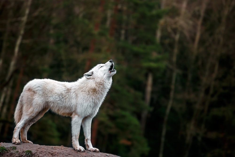 image of an arctic wolf howling on the forest