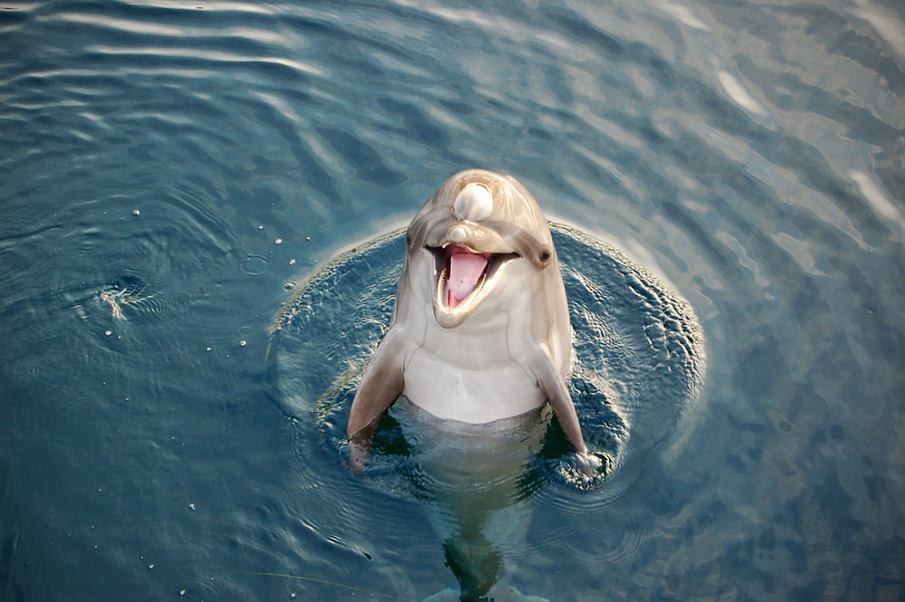 image of a dolphins with its head out of the water