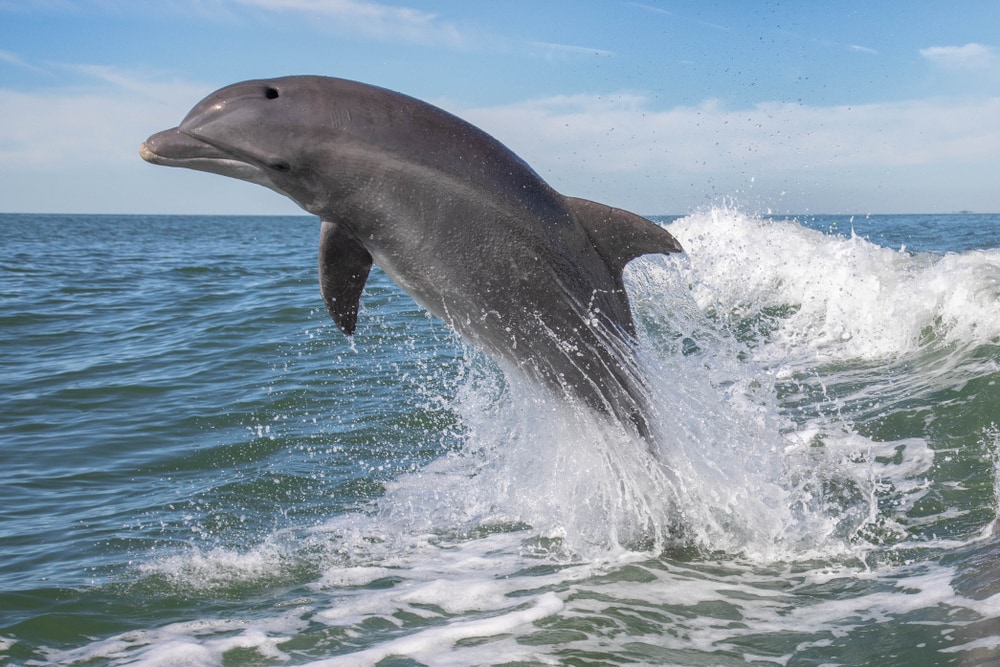 image of a bottlenose dolphin leaping out from the water