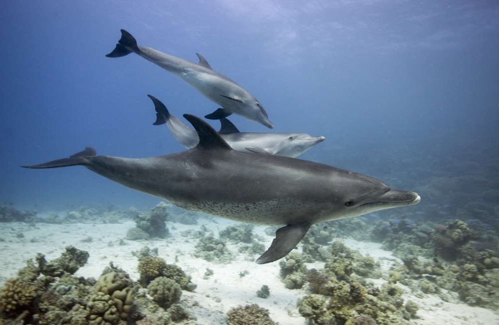 pod of bottlenose dolphins swimming near the  corals 