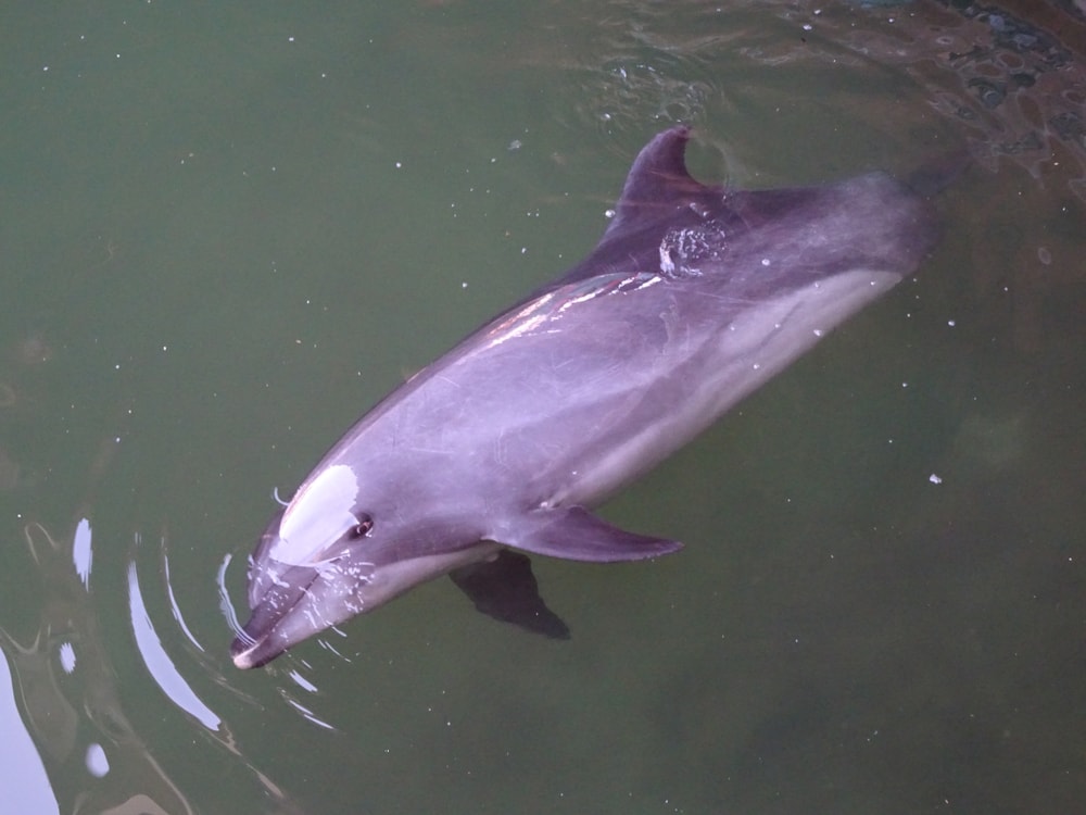image of a dolphin sleeping with its one eye open
