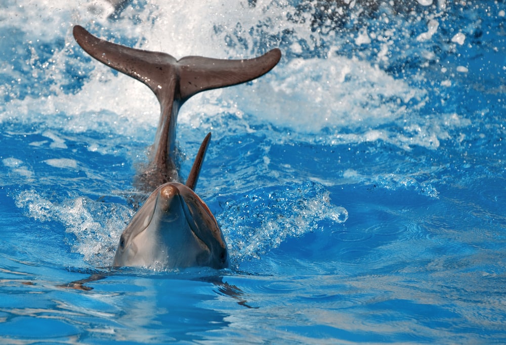image of a dolphin splashing the water with its tail