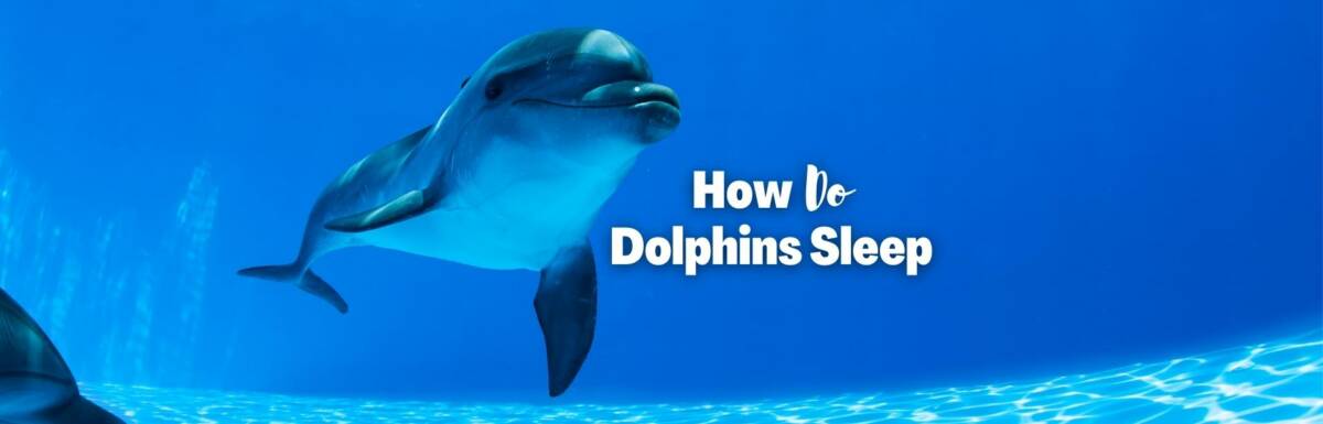 how do dolphins sleep featured image
