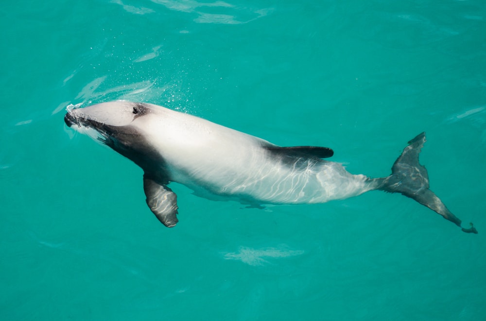 imae of the Hector's dolphin swimming in the ocean
