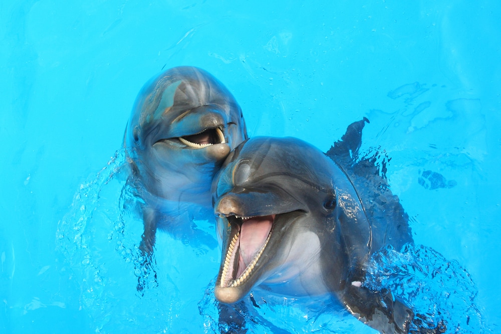 image of two dolphins in a pool showing their teeth