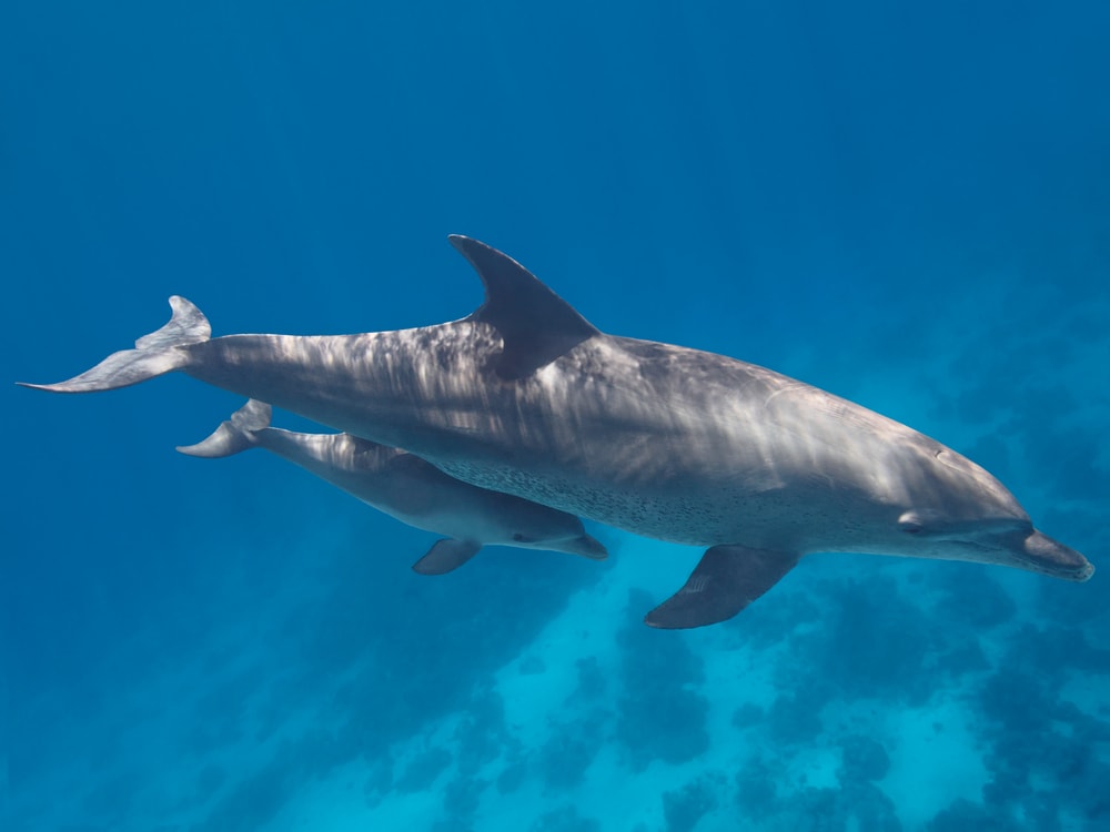 a parent dolphin with its baby swimming on the ocean