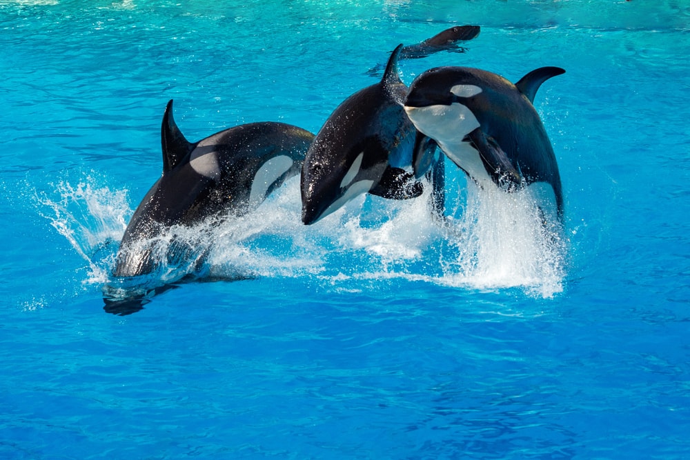 group or killer whales or orca jumping out of the water