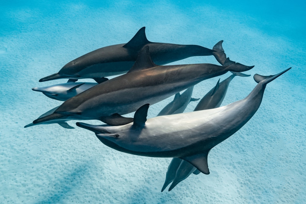 pod of spinner dolphins in the ocean
