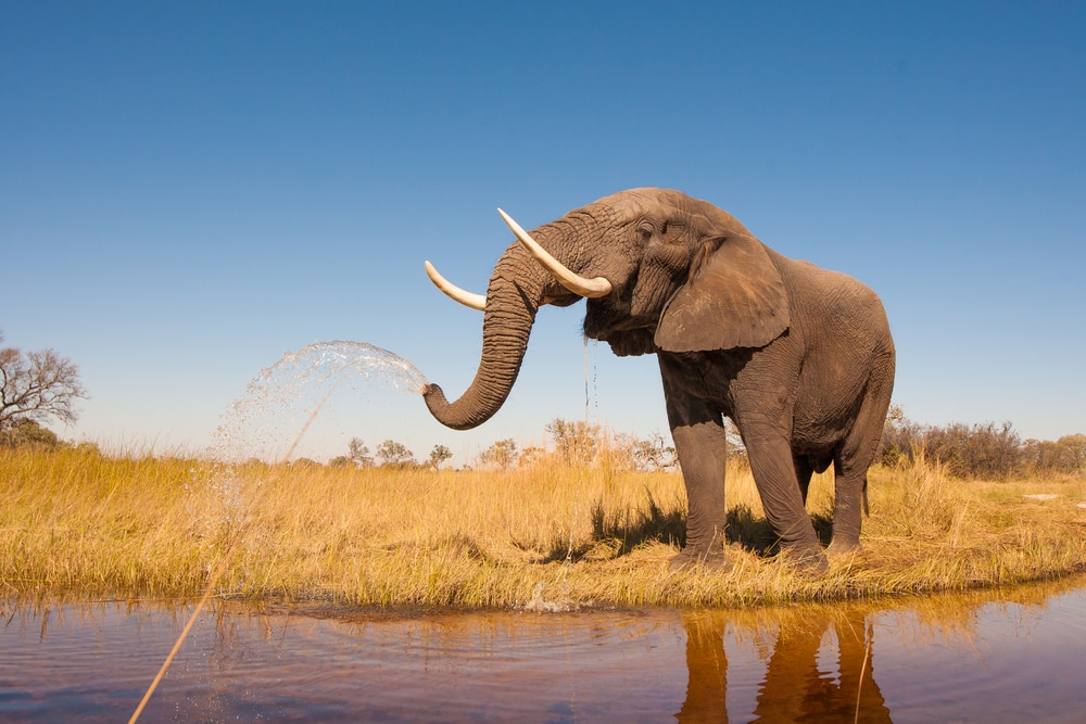 image of an elephant spraying water in a savanna