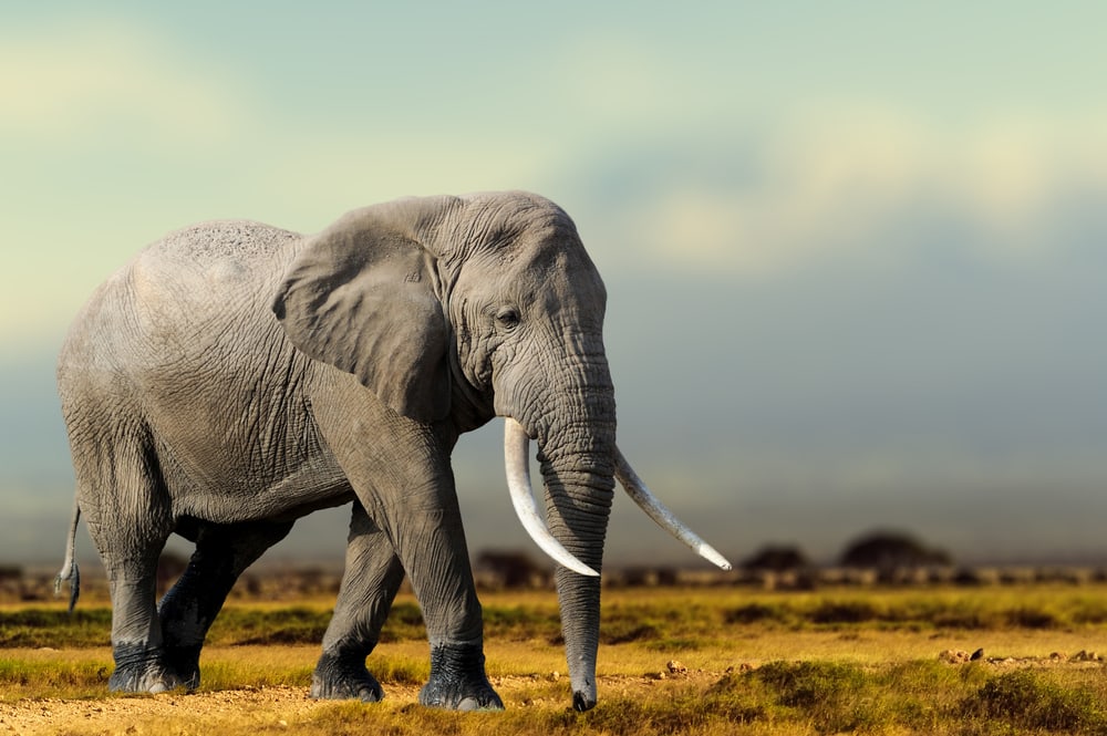 an African elephant walking on an open field