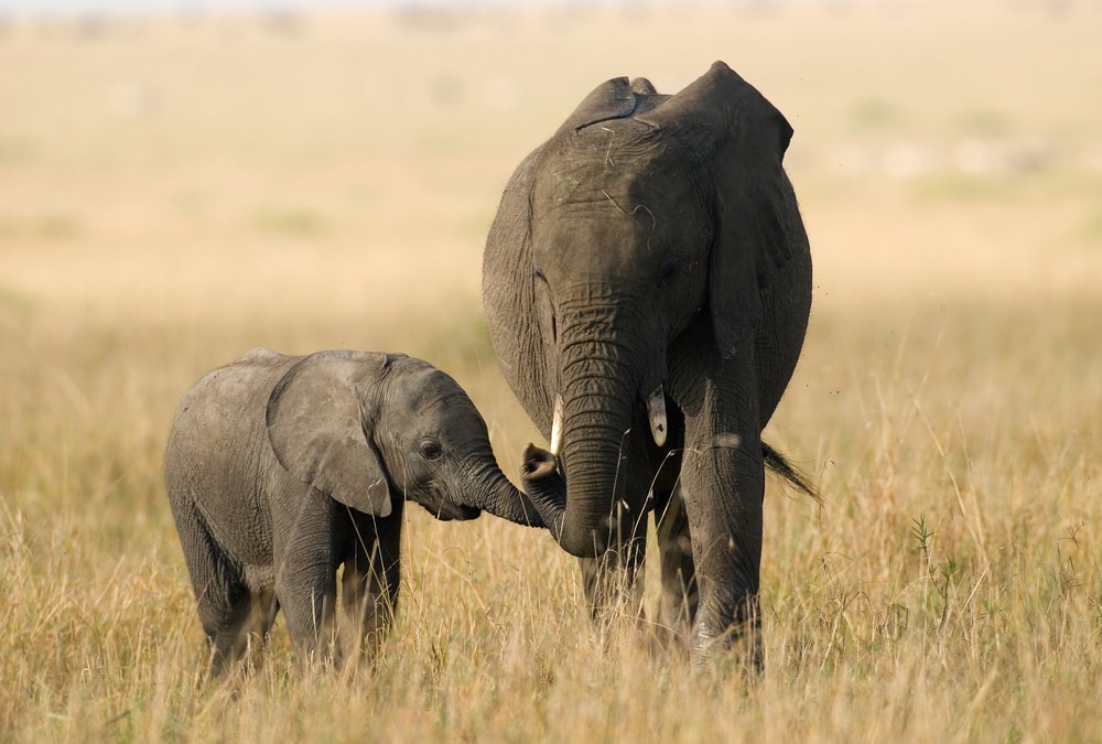 a mother interacting with her baby elephant in a savanna